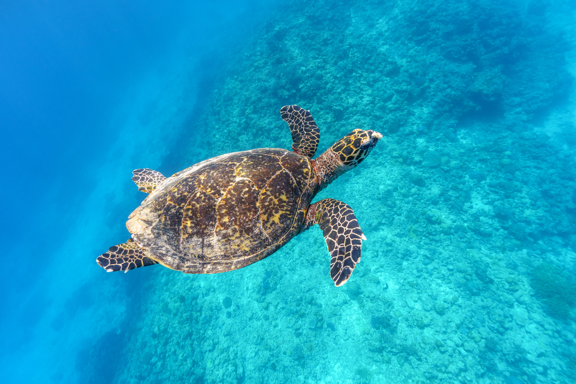 ウミガメのスープ